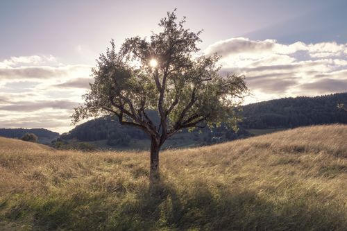 Free A solitary tree stands in a sunlit meadow with hills in the background, capturing tranquility. Stock Photo