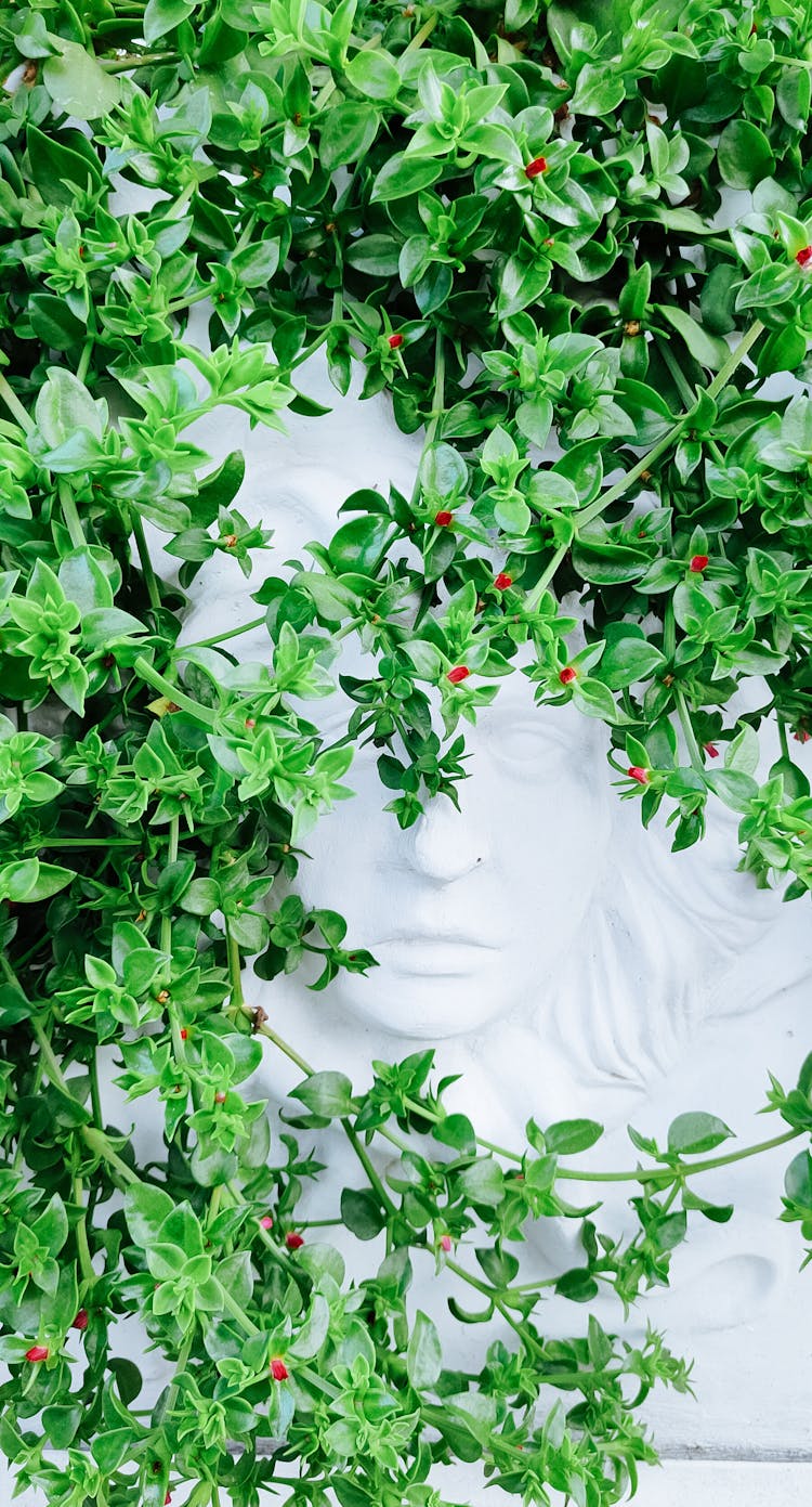 Face Relief On Wall Under Ivy Leaves