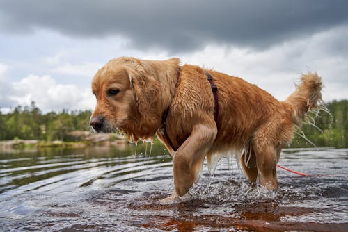 A Golden Retriever Walking in the Body of Water 