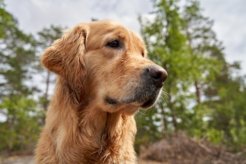 A Golden Retriever Outside on the Background of Trees