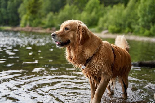 강, 개, 개의의 무료 스톡 사진