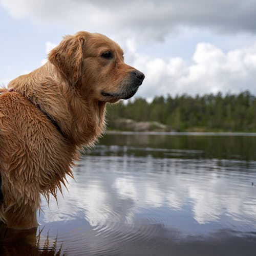 A Golden Retriever Standing in the Body of Water 
