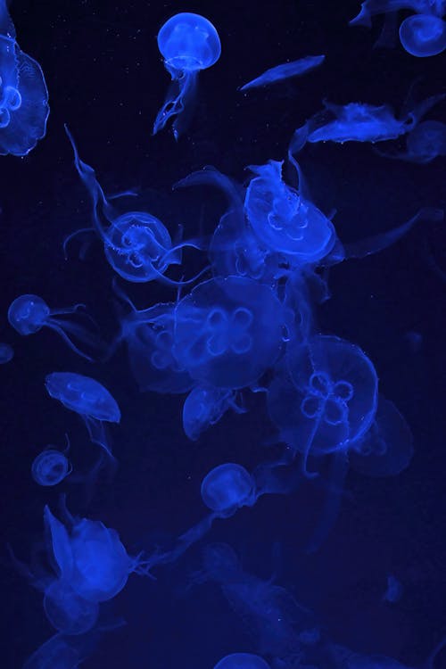 Jellyfish in the Sea Water
