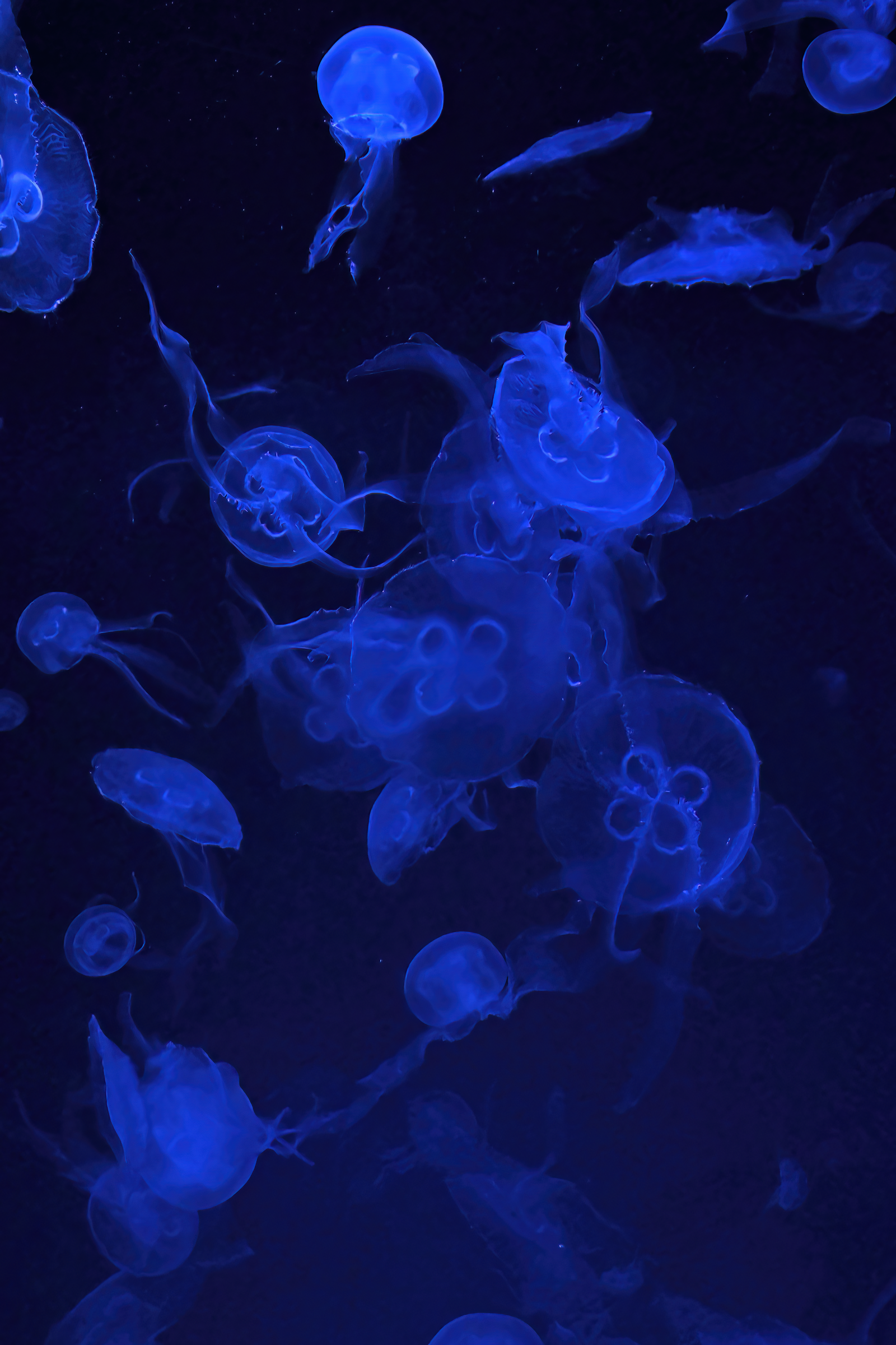 Blue Toned Image of Swimming Jellyfish · Free Stock Photo
