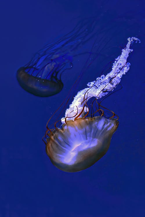 Close-up of Jellyfish 