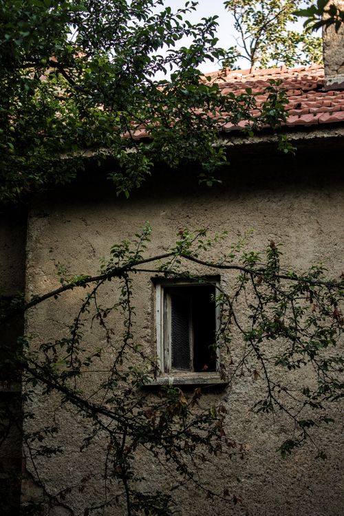 Free A rustic building exterior with a small window and overgrown vines, set against a backdrop of lush greenery. Stock Photo