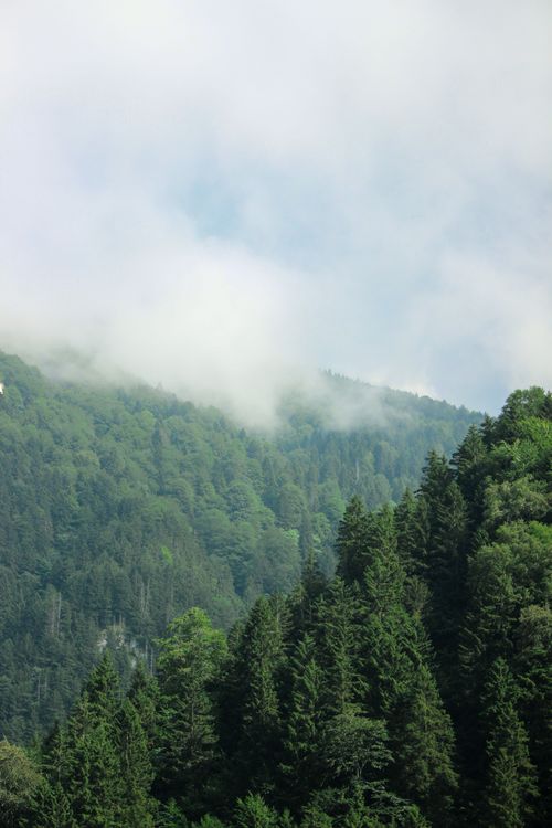 Free A tranquil aerial perspective of verdant forest hills shrouded in mist. Stock Photo