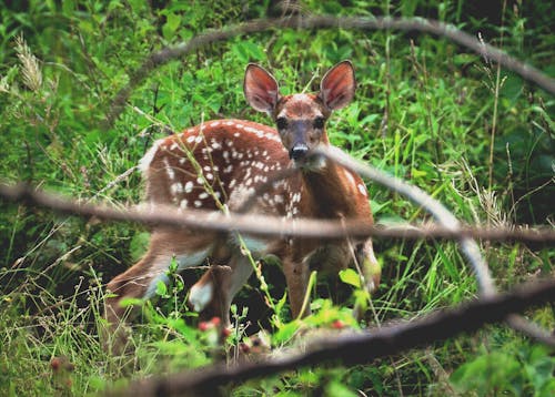 Free stock photo of beauty in nature, curious, deer