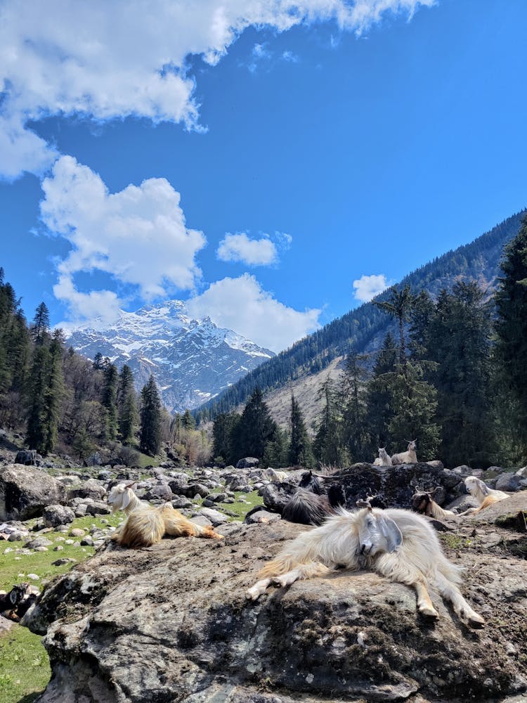 Mountain Goats Lying Down On Rocks Over Stream