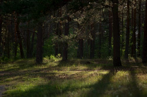 Free Sunlight Falling on the Ground among Thick Forest Trees  Stock Photo