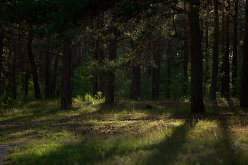 Free A tranquil forest scene with sunlit grass and tree shadows creating a serene atmosphere. Stock Photo