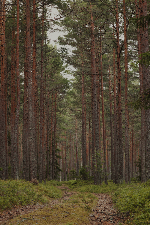 Free A peaceful forest scene featuring a dirt path surrounded by tall pine trees. Stock Photo
