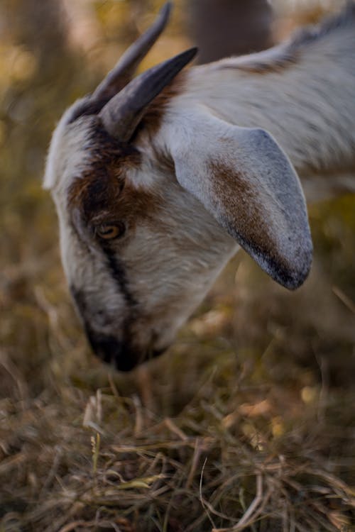 Fotos de stock gratuitas de cabra, de cerca, fotografía de animales