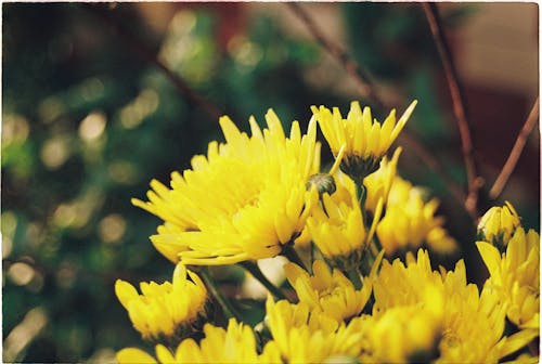 Decorative Yellow Flowers 