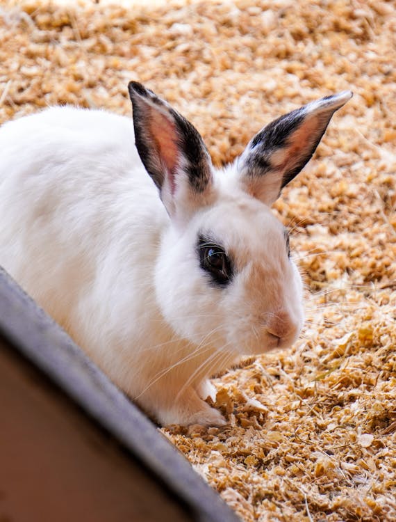Close-up of a Miniature Bunny · Free Stock Photo