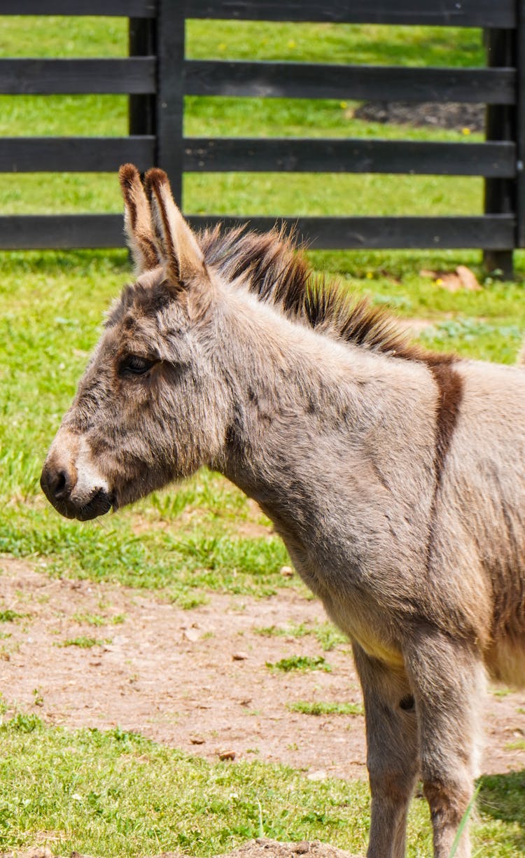 Close-up Of A Donkey On A Farm 