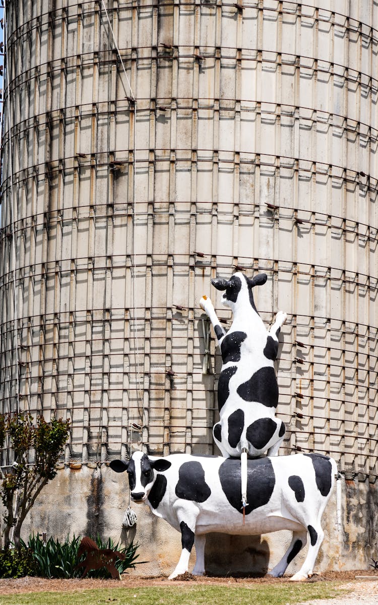 Funny Figures Of Cows By Silo