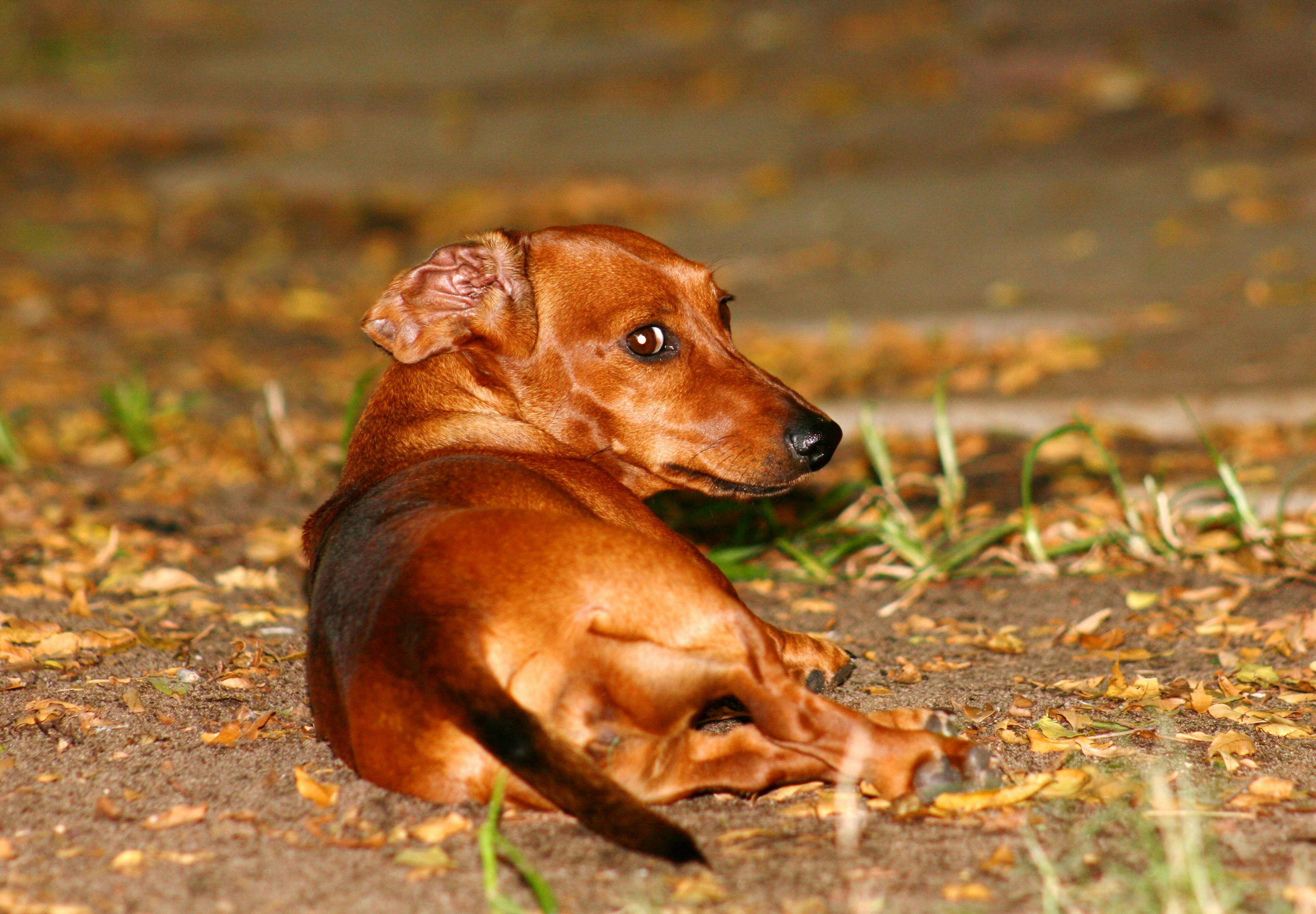 Free stock photo of dachshund, dog, miniature dachshund