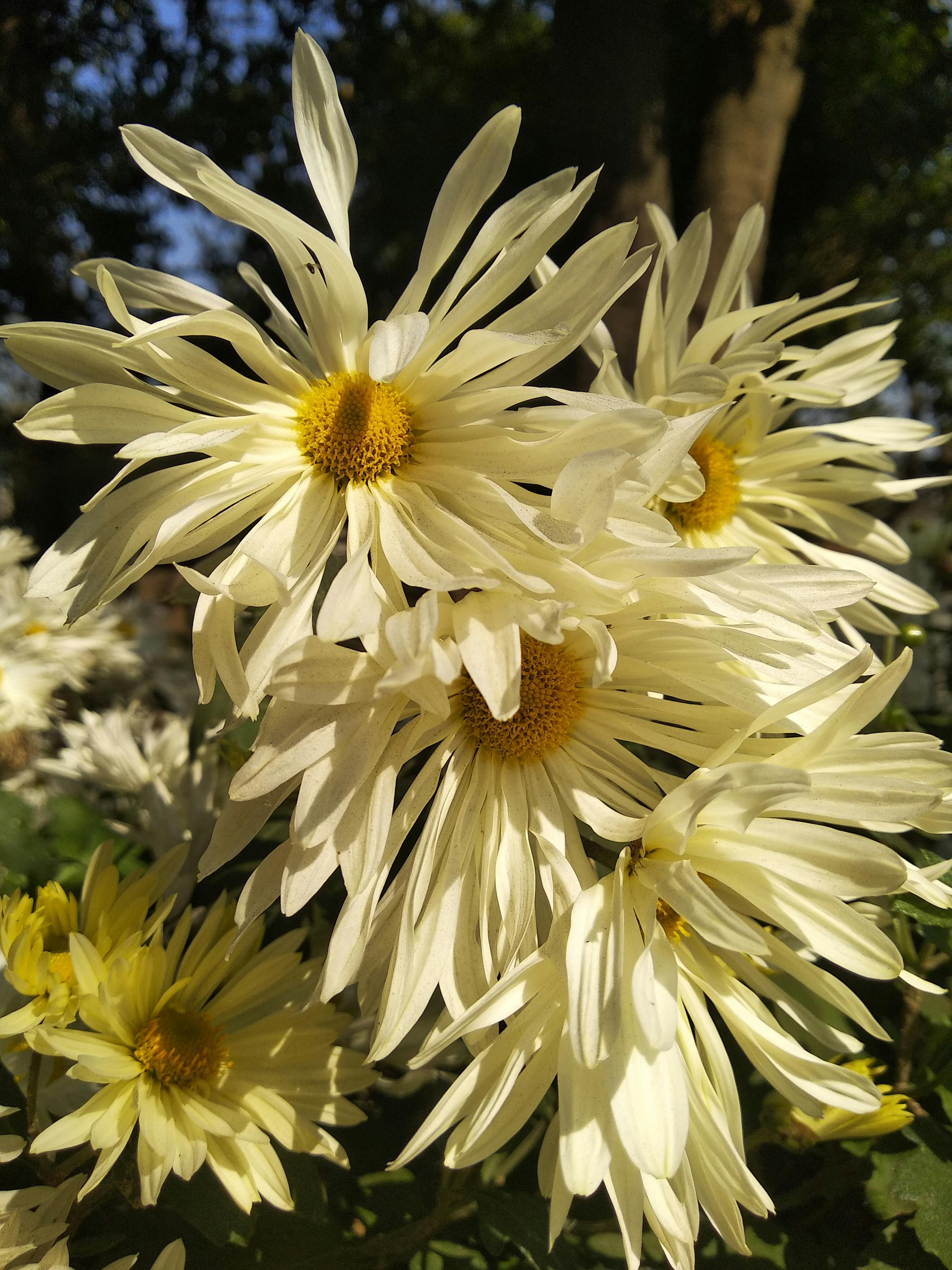白 白い花 白い花びらの無料の写真素材
