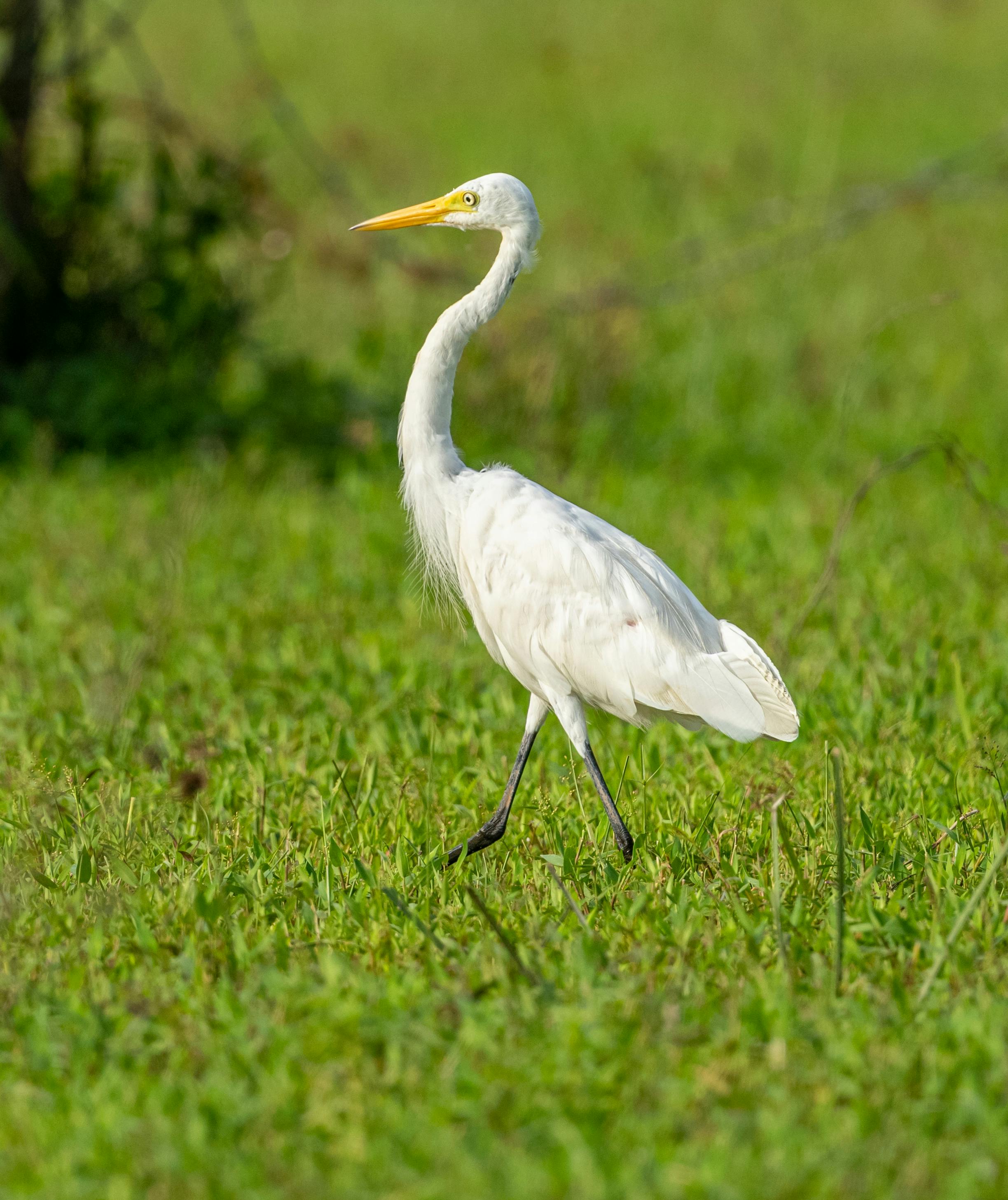Free Close-up of an Eastern Great Egret gracefully walking through vibrant greenery. Stock Photo