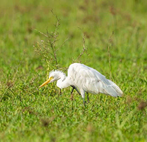 An Egret on the Ground