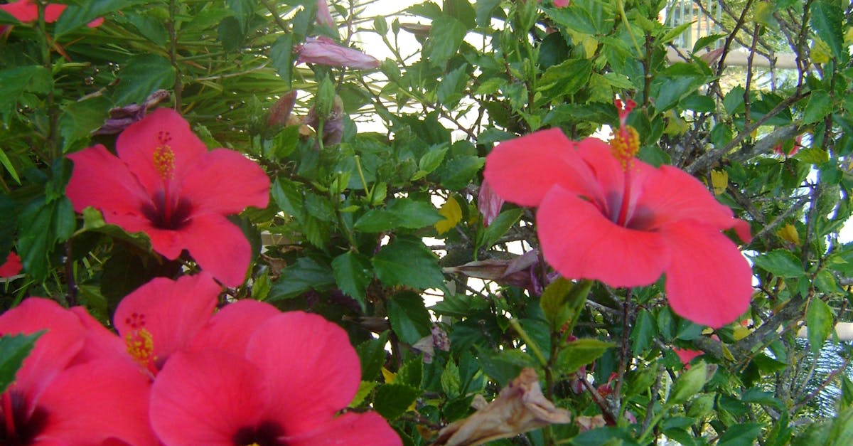 Free stock photo of Hibiscus Flowers 2