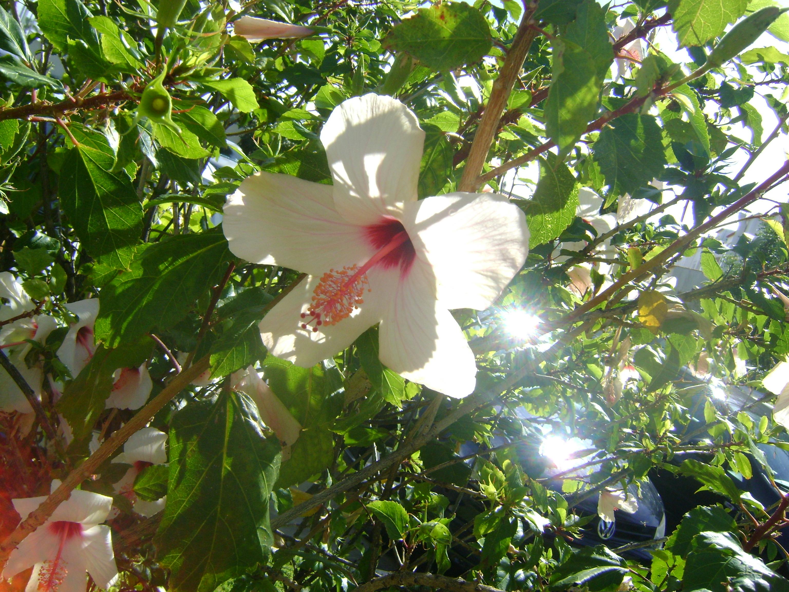 白いハイビスカスの花の無料の写真素材