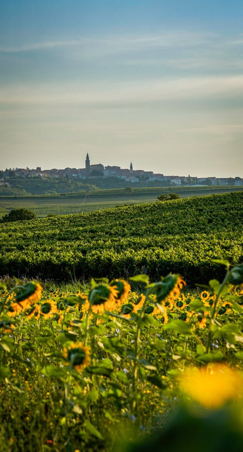 Field of Sunflowers in Countryside