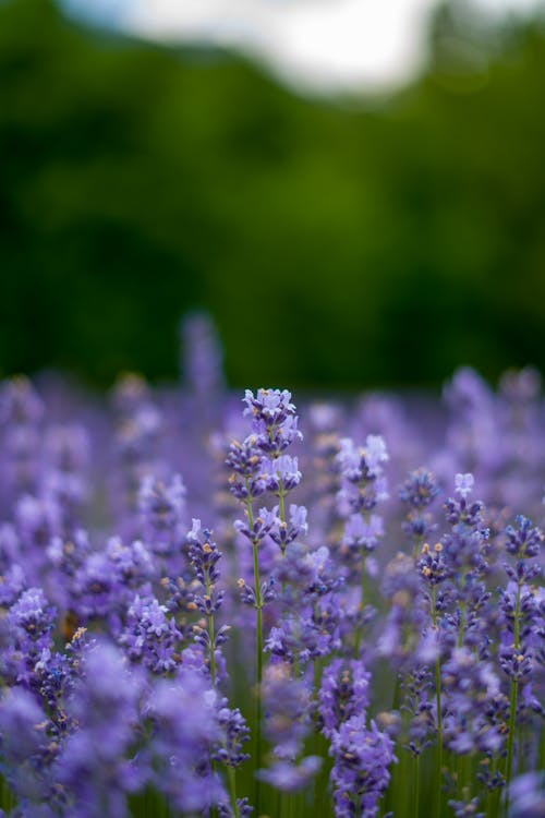 Close up of a Lavender