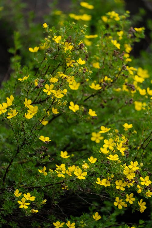 Foto stok gratis alam, bunga-bunga, kuning