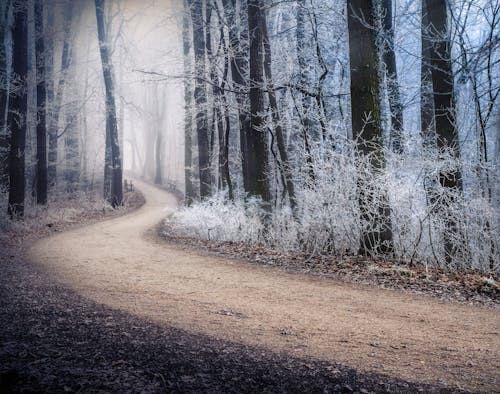 Weg Tussen Bomen