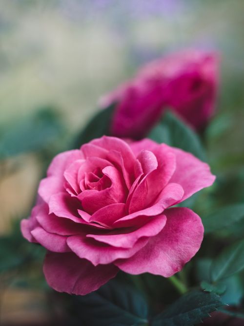 Free Beautifull Rose Stock Photo