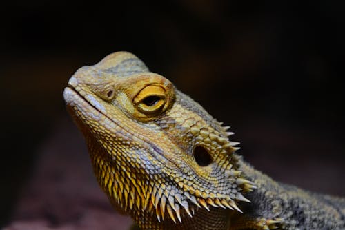 Close-up of a Central Bearded Dragon