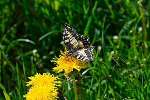 A Swallowtail Butterfly Sitting on a Dandelion 