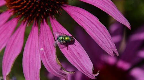 Základová fotografie zdarma na téma detail, fialová, fotografování zvířat