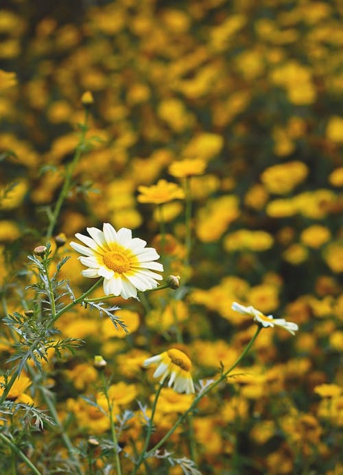 Daisy by Yellow Flowers on Meadow