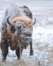 一头雄伟的白雪皑皑的野牛矗立在寒冷的冬季景观中，尽显狂野之美