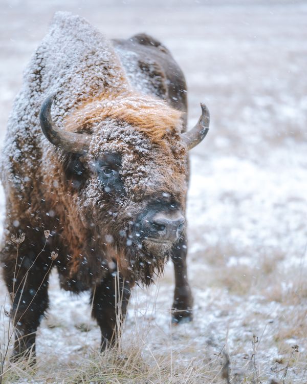 Bison Standing On Snow Covered Field · Free Stock Photo