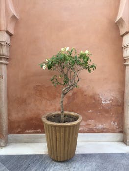 一盆优雅的十字花科盆栽，摆放在大理石地板上，靠近一面带有装饰细节的风化墙壁