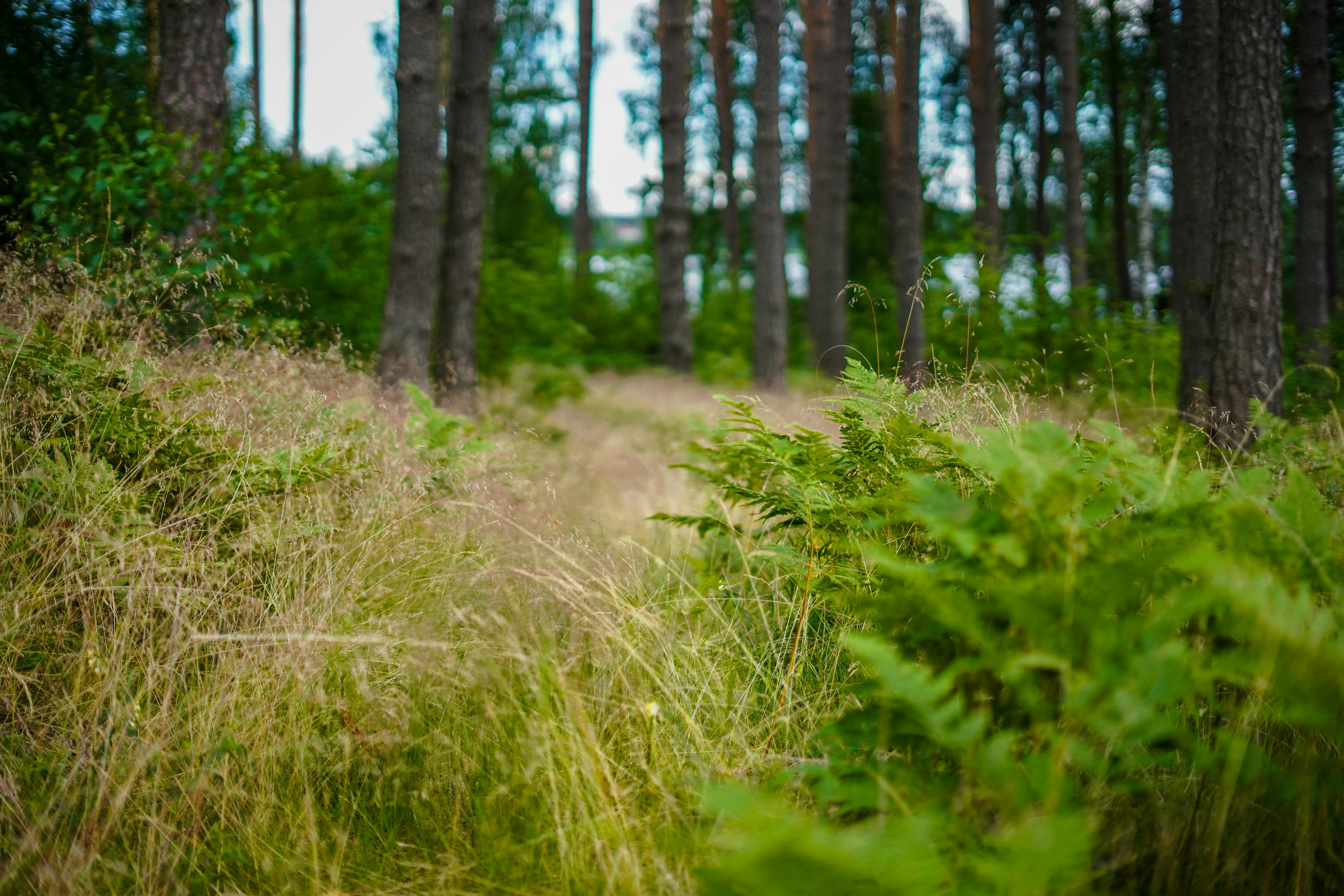 Plants Trees Photos, Download The BEST Free Plants Trees Stock Photos