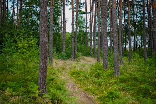 Footpath in Deep Forest