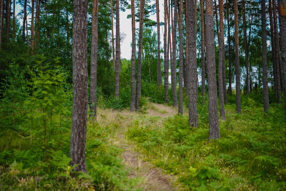 Baltic Private Forest Owners Urge Cooperation on Forestry Policies
