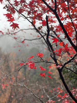 A captivating scene of red maple leaves in a Japanese garden during autumn in Kyoto, Japan.