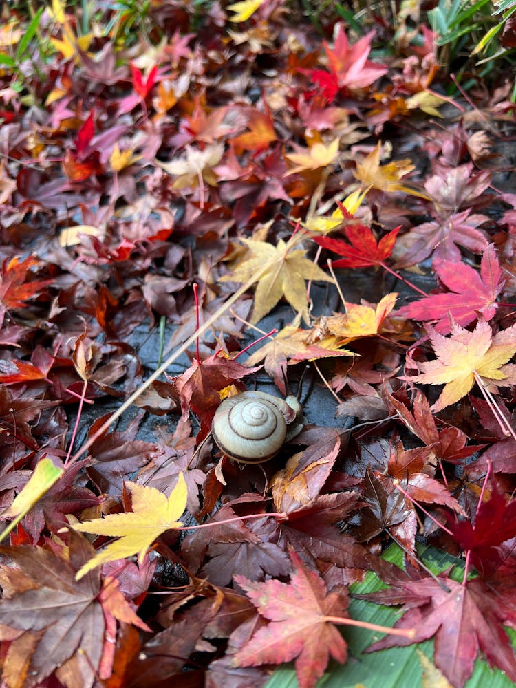 Snail Shell And Colorful Leaves On Ground