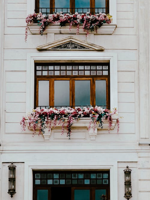 Kostenloses Stock Foto zu blumen, fenster, gebäude