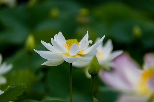 Delicate Lotus in Close-up View