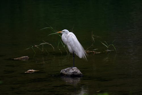 Great Egret on Stone on Water