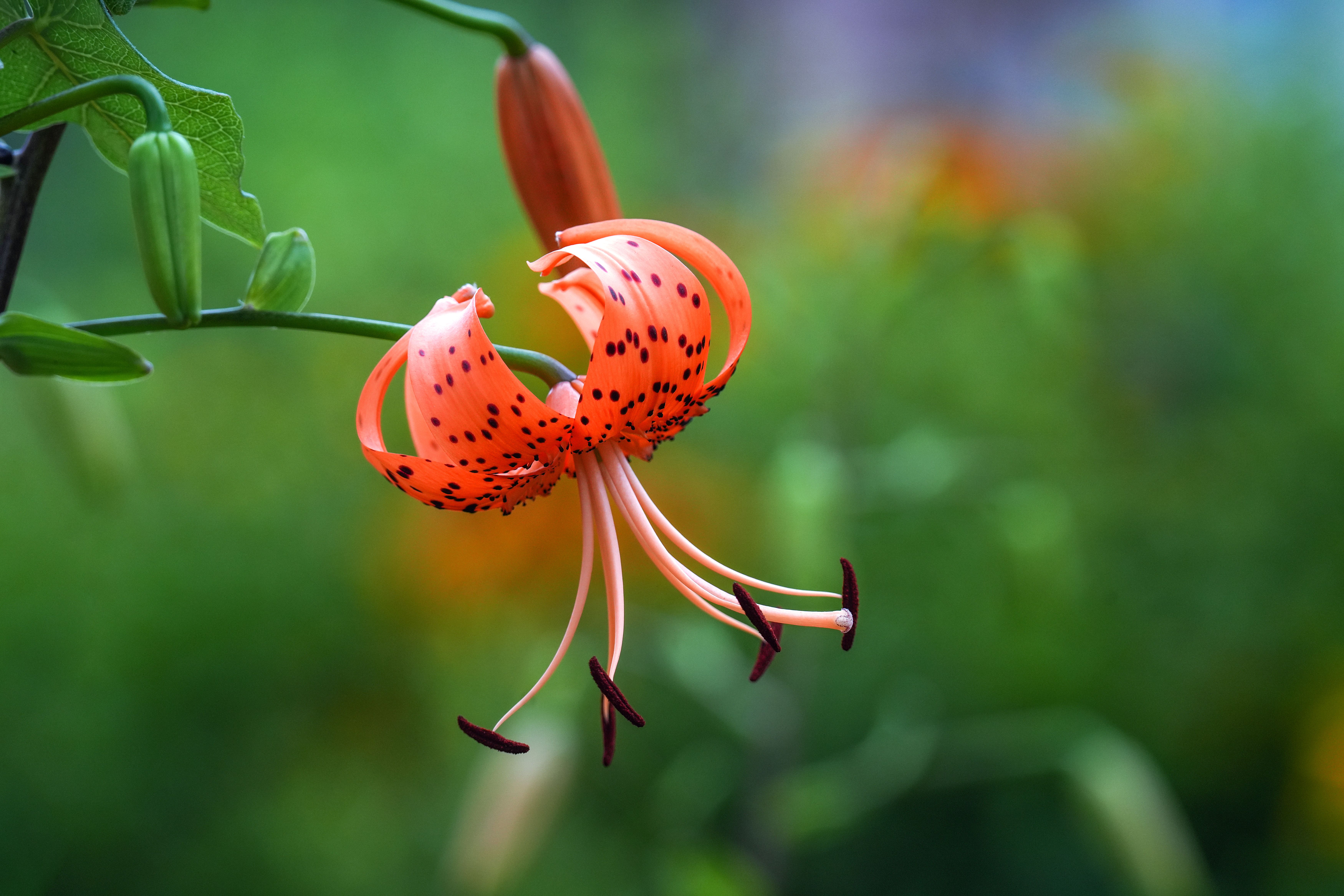 Close-up of a vibrant Tiger Lily flower with a soft green background, showcasing delicate petals and unique patterns.
