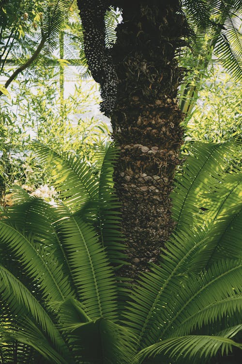 免费 棕榈植物附近绿叶树 素材图片