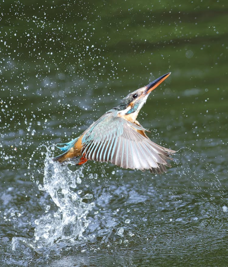 Close Up Of Hunting Kingfisher